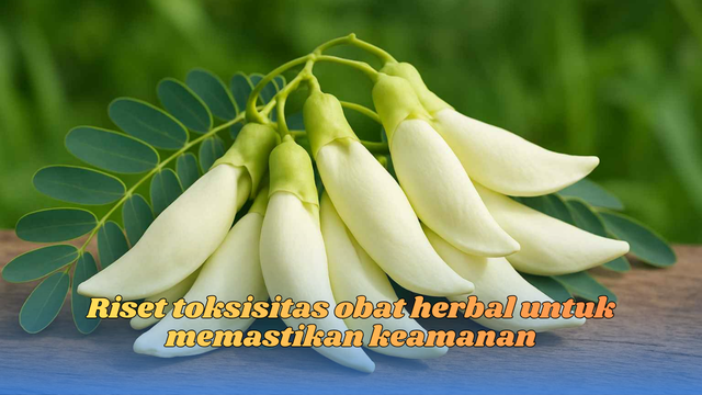 Riset toksisitas obat herbal