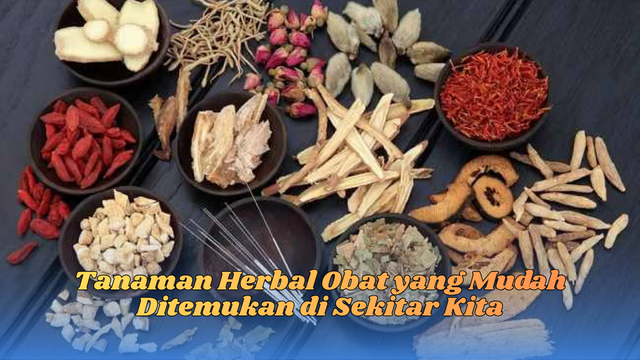 tanaman herbal obat